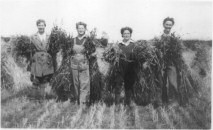 Harvest time