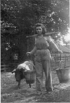 Feeding the pigs with a yoke